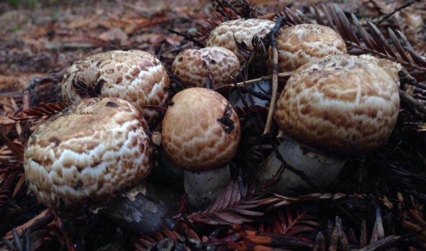 Печериці лісові