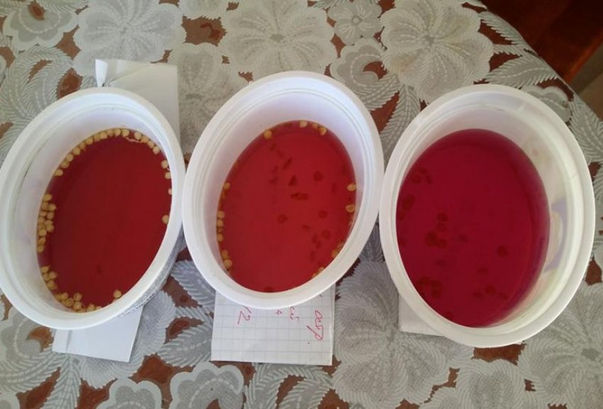 Обработка семян томатов марганцовкой
