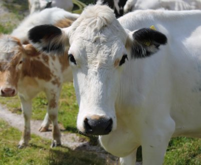Щасливі корови живуть на фермі у Вінницькій області