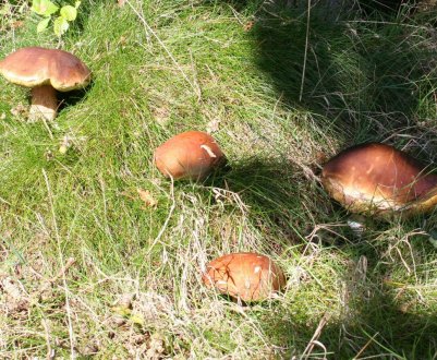 Де і коли зростає білий гриб в Алтайському краї