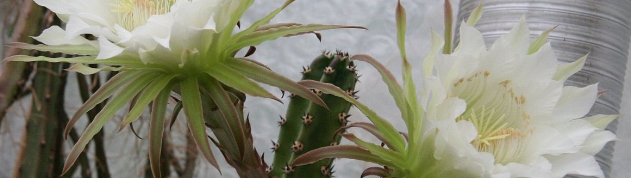 Рослина гарризия: опис, догляд та вирощування в домашніх умовах