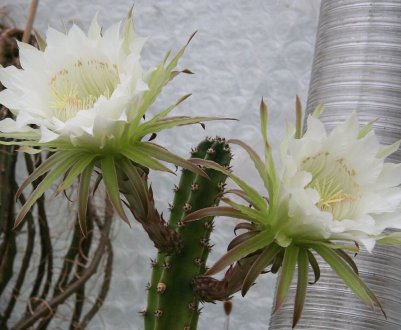 Рослина гарризия: опис, догляд та вирощування в домашніх умовах