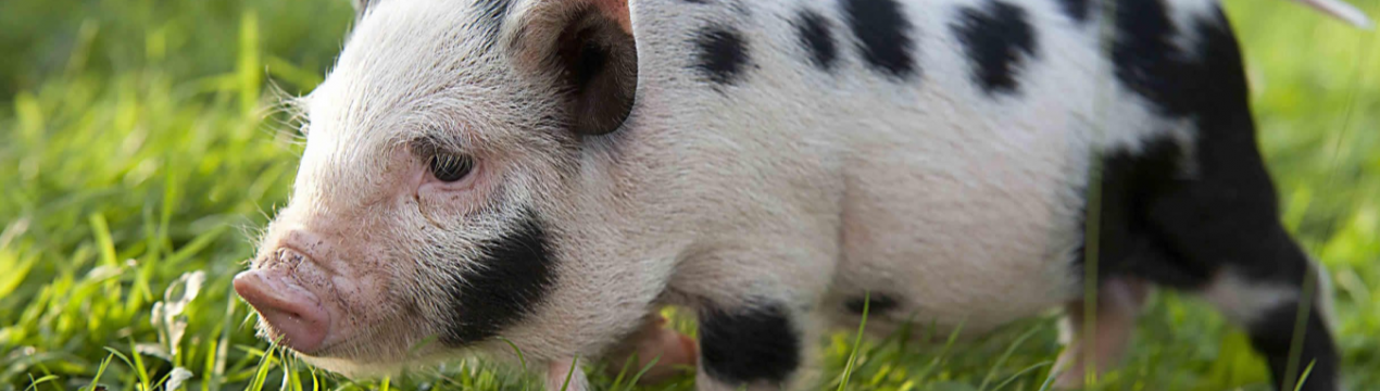 Південна Корея підтвердила другу спалах АЧС