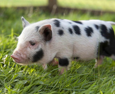 Південна Корея підтвердила другу спалах АЧС