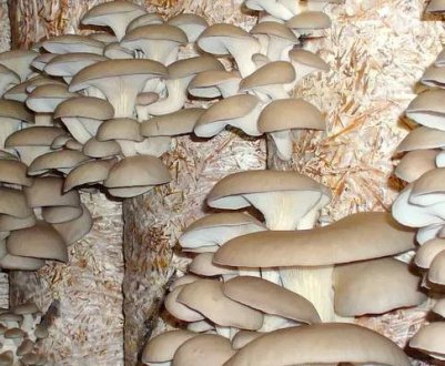 Як вирощувати гливи в погребі, в підвалі