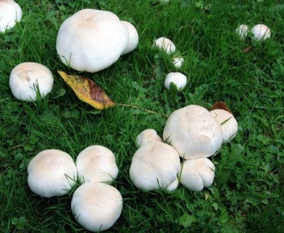 Як посадити печериці на садовій ділянці у відкритому грунті