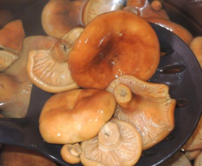 Як і скільки потрібно варити гриби лисички