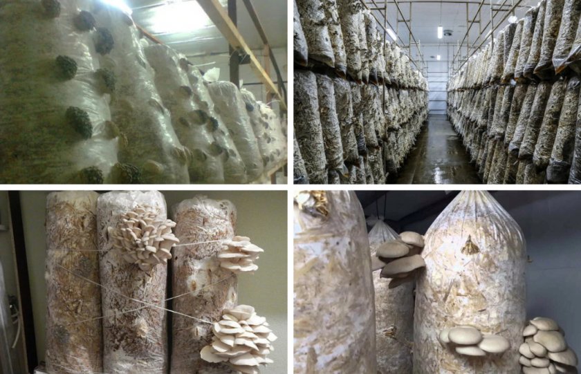 Как выращивать грибы вешенка в домашних условиях в подвале?