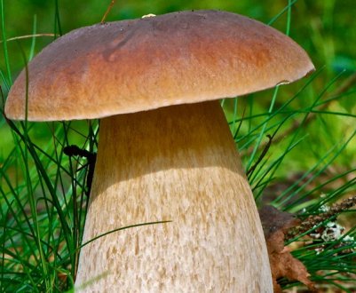 Чим відрізняється білий гриб від боровика