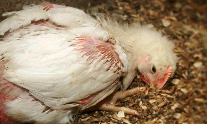 Хвороба Марека у курей