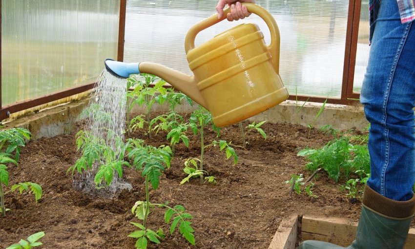 Полив томатів