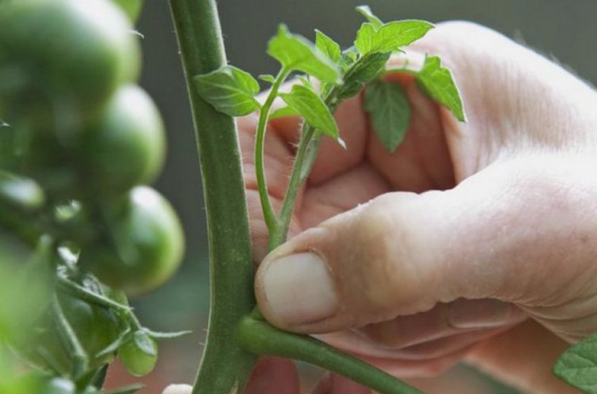 Пасинкування помідорів