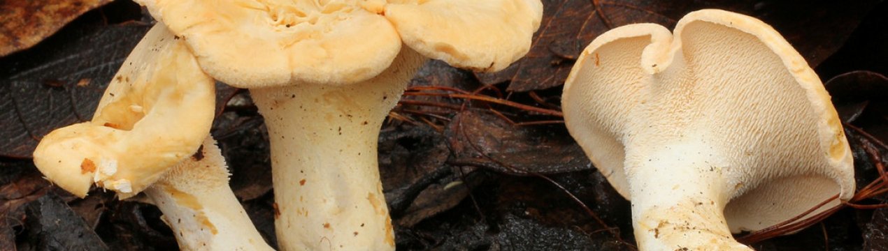 Ожин та його різновиди, їстівність, лікувальні властивості, смакові якості