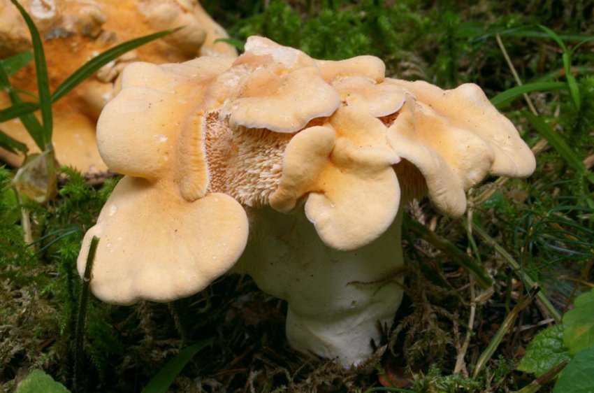 Їстівні ожини