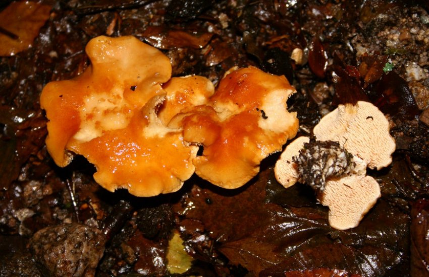 Умовно-їстівні ожини