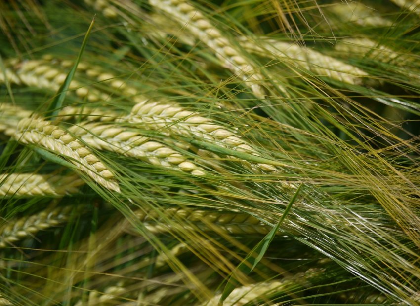 Львівський «Агросетон» урізав посівні площі під озимим ріпаком Львівський «Агросетон» урізав посівні площі під озимим ріпаком