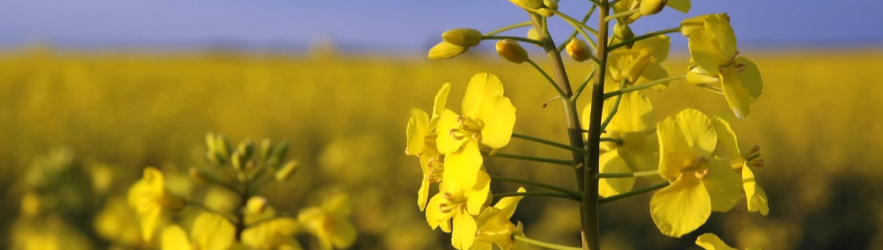 Львівський «Агросетон» урізав посівні площі під озимим ріпаком