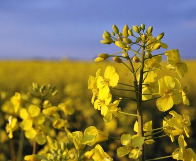 Львівський «Агросетон» урізав посівні площі під озимим ріпаком