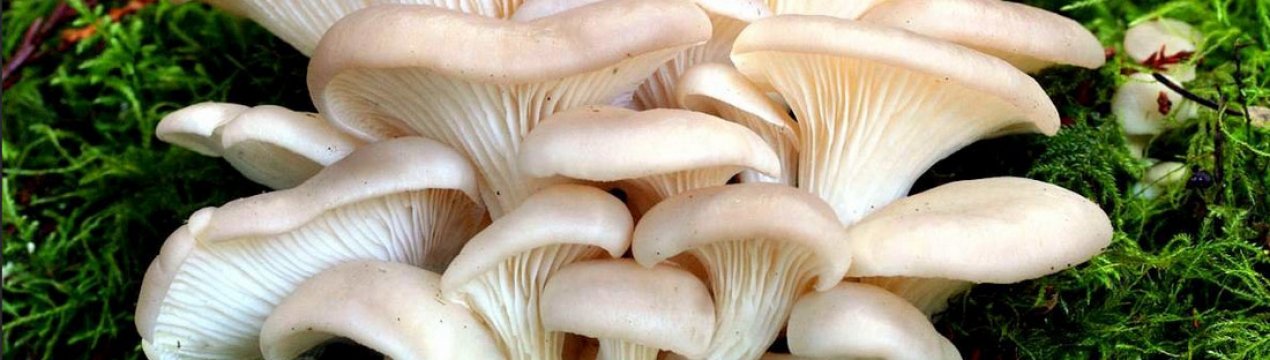 Гливи: склад, ніж корисні, як вживати, протипоказання