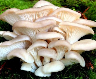 Гливи: склад, ніж корисні, як вживати, протипоказання