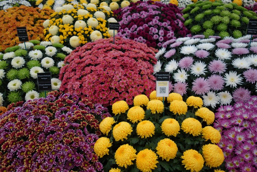 Осень на даче Осень на даче