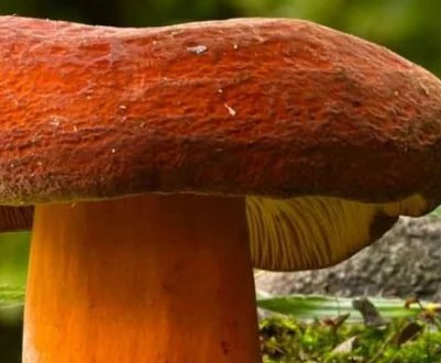 Опис гриба подорешника, користь та шкода, як приготувати