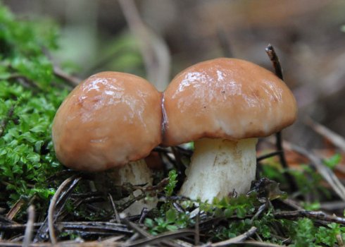 Різновиди грибів маслюків