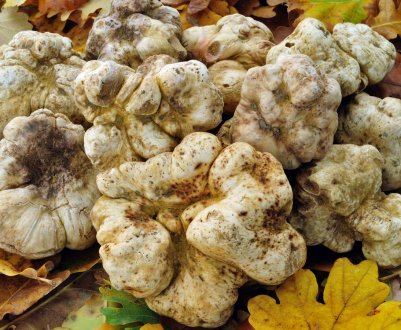 Гриб білий трюфель — де і коли зростає, особливості пошуку, вирощування