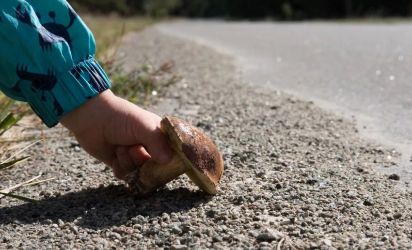 Гриб біля дорожніх трас