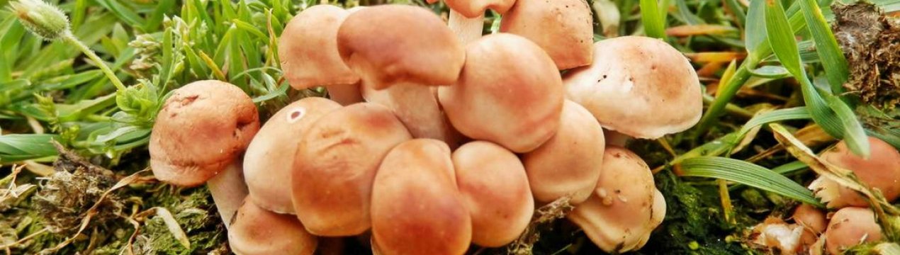 Властивості та опис лучних опеньків