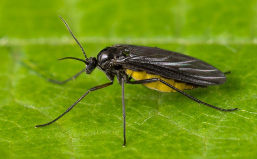 Грибний комарі