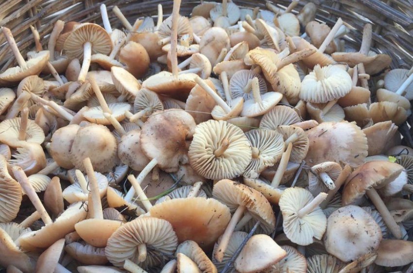 Збір опеньків