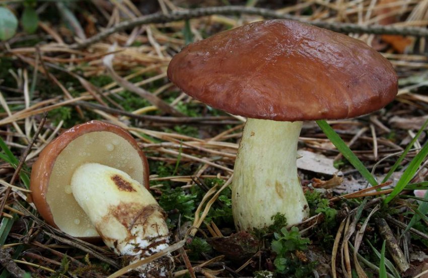 Звичайний маслюк Звичайний маслюк