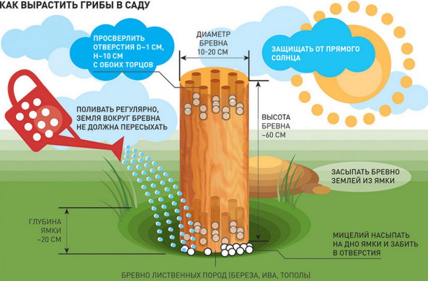 Вирощування грибів