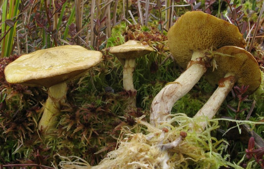 Болотний маслюк Болотний маслюк