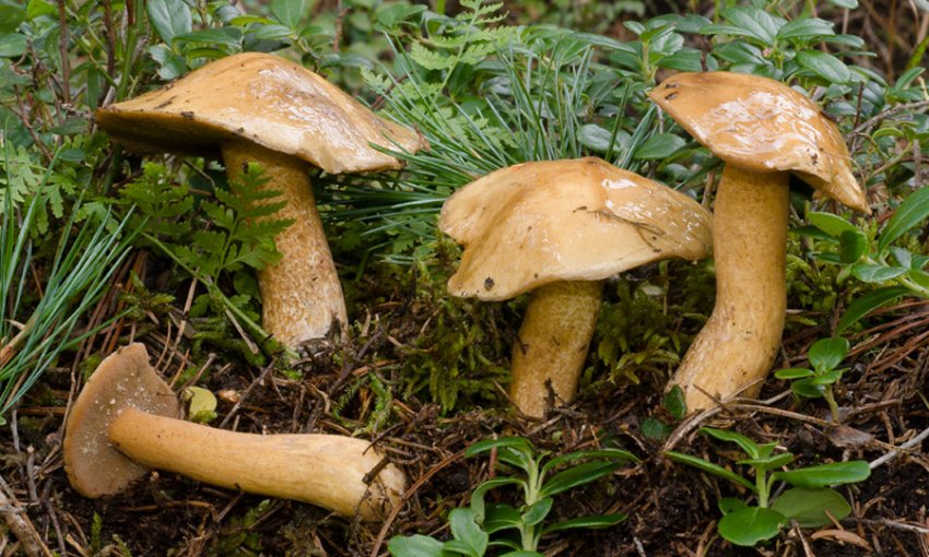 Маслюк кедровий Маслюк кедровий