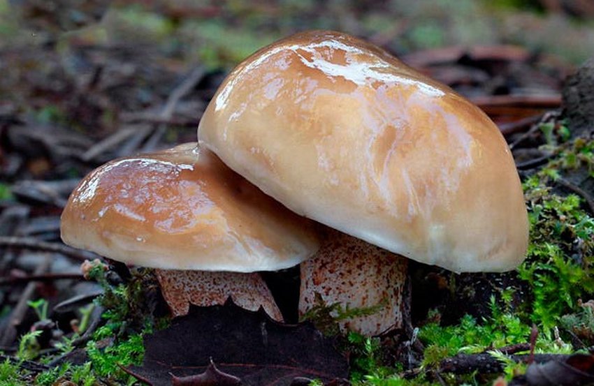 Маслюк Белліні Маслюк Белліні