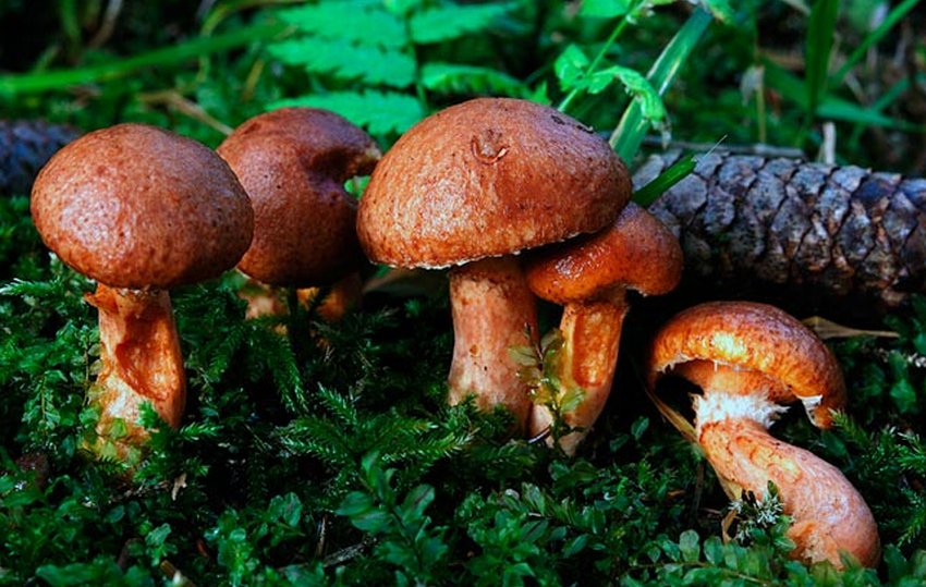 Тридентський гриб Тридентський гриб