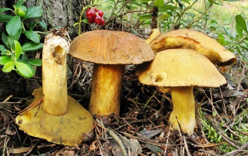 Маслюк жовто-бурий Маслюк жовто-бурий