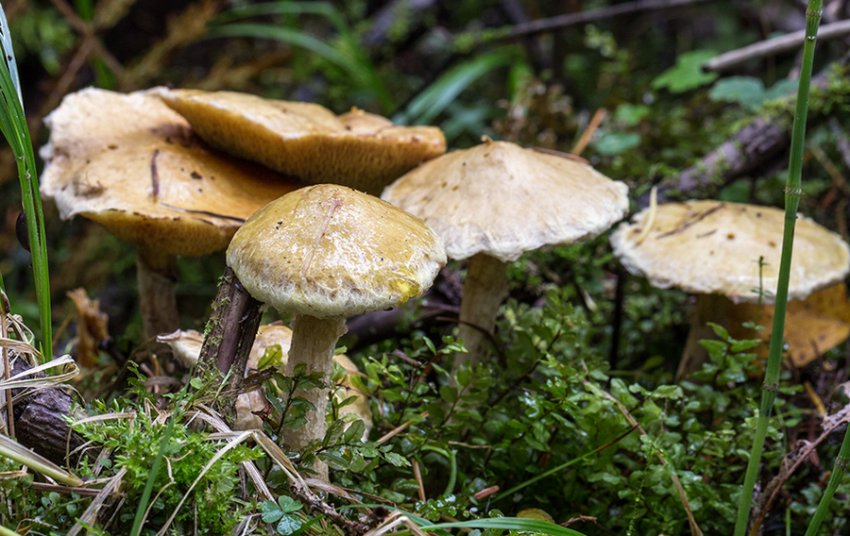 Маслюк сибірський Маслюк сибірський