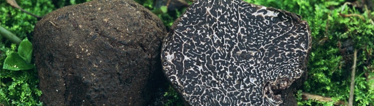 Чорний трюфель: опис гриба, цінність, ринкова вартість