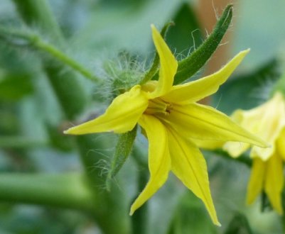 Чому помідори в теплиці і у відкритому грунті квітнуть, а зав'язі немає, і що при цьому потрібно робити