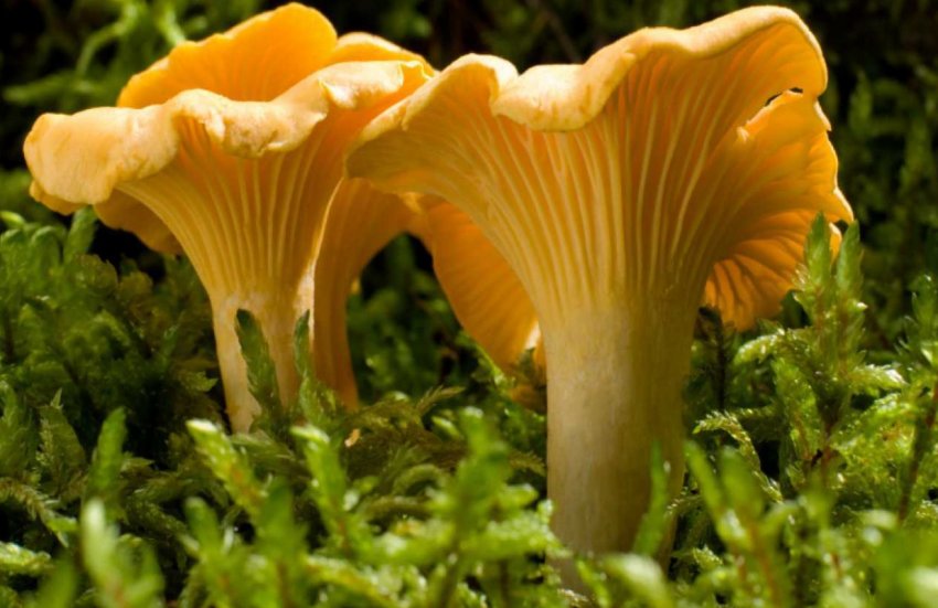 Гриби лисички