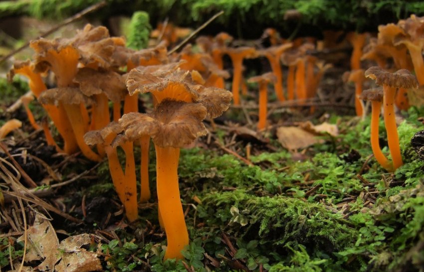 Лисички жовтіючі