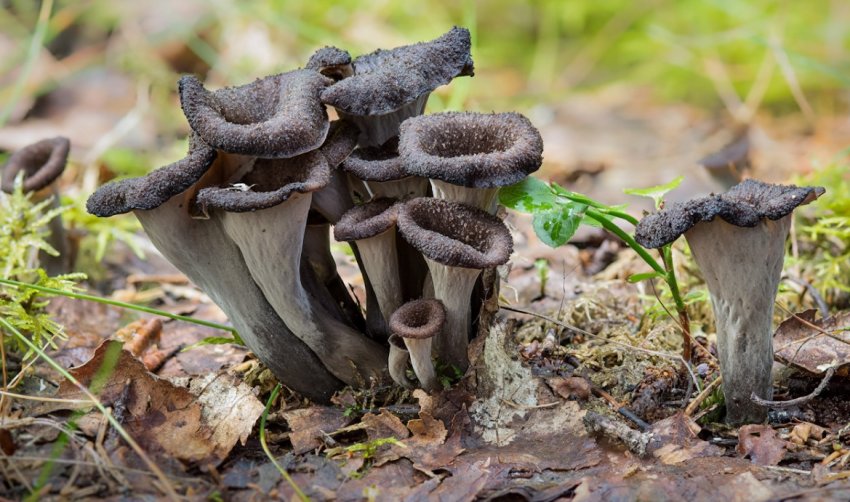 Лисички сірі