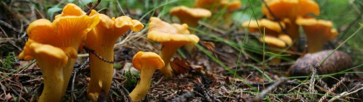 Де ростуть лисички в Ленінградській області