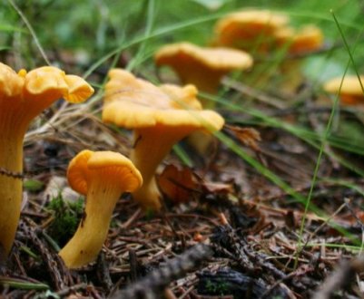 Де ростуть лисички в Ленінградській області