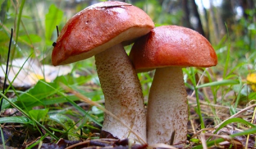 Підосичник червоний Підосичник червоний