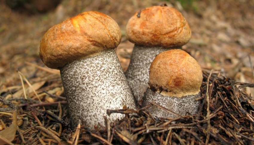 Підосичник жовто-бурий Підосичник жовто-бурий