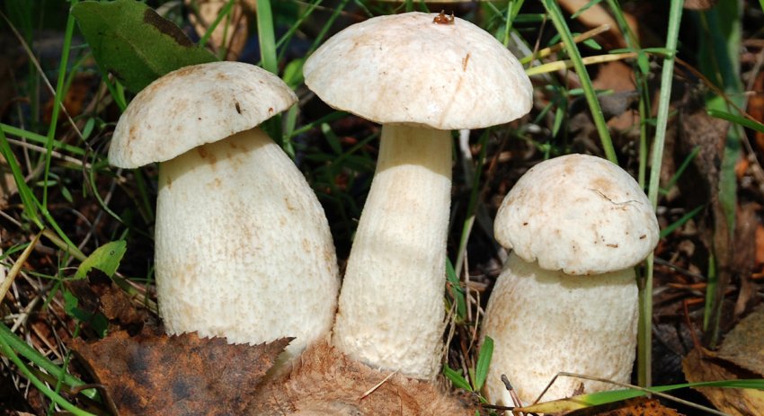 Підосичники білі Підосичники білі